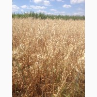 Закуповуємо висівки пшеничні по всій Україні
