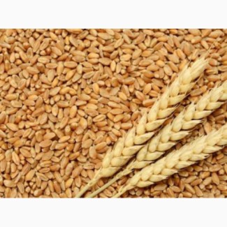 Продам пшеницю фуражну
