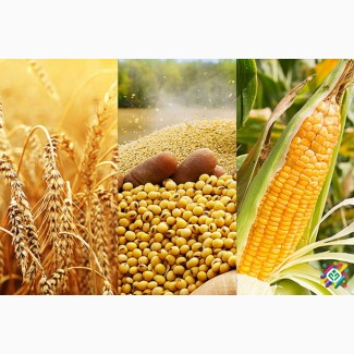 Куплю зернові та зернобобові культури