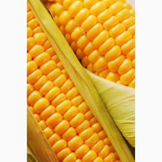 Купим кукурузу фуражную, подсолнух, пшеницу у с/х производителя