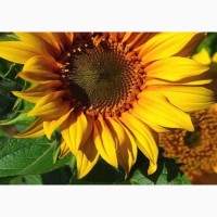Скоростиглий соняшник – ультраскоростиглі гібриди соняшнику