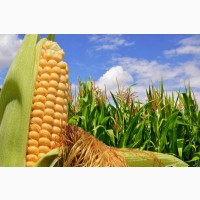 Гибриды засухаустойчивой кукурузы ФАО - 270, 300 (под раундап)