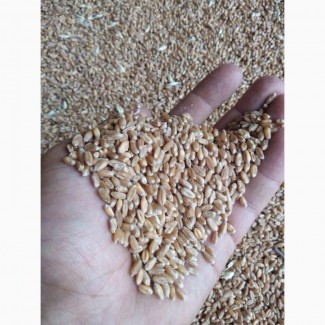 Продам товарную пшеницу 2018