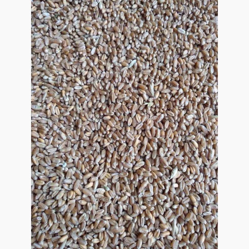Фото 2. Продам товарную пшеницу 2018