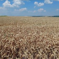 Насіння пшениці озимої Viterra Seed Катаріна