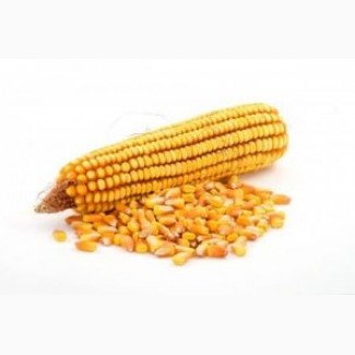 Семена кукурузы цена Кировоград