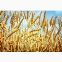 Семена озимой пшеницы ЦАРЕВНА
