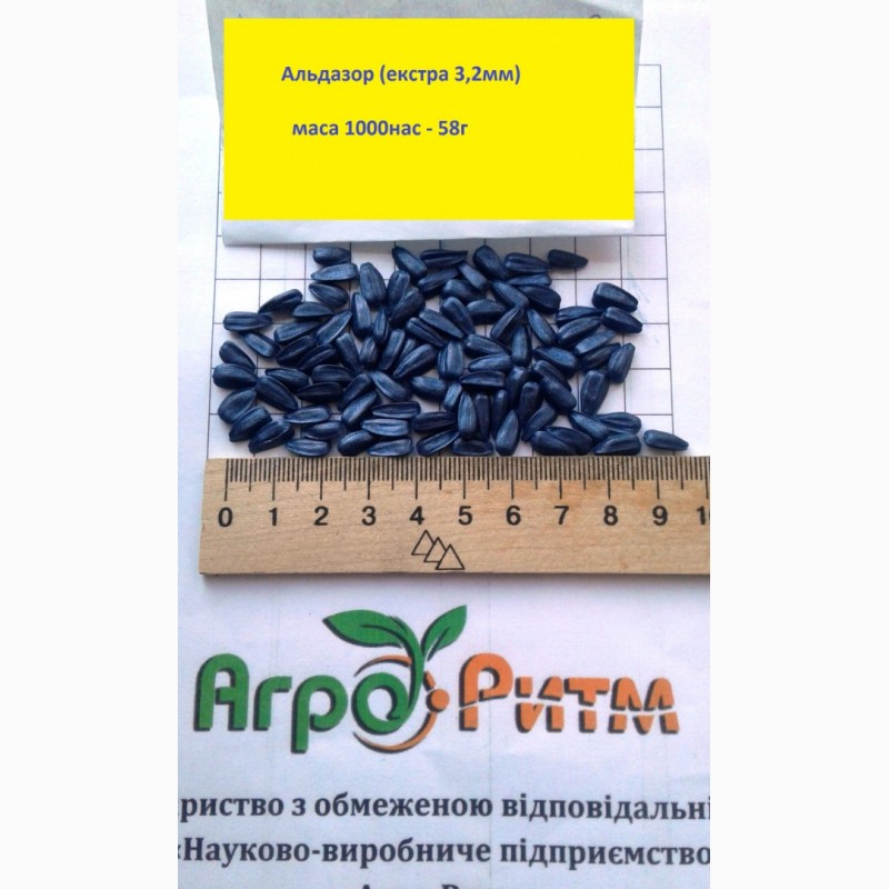 Фото 2. Семена высокоурожайного подсолнечника Альдазор под гранстар, фракция стандарт