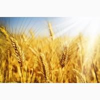 Насіння озимої пшениці Антонівка, урожайність 48, 6-87, 5 ц/га