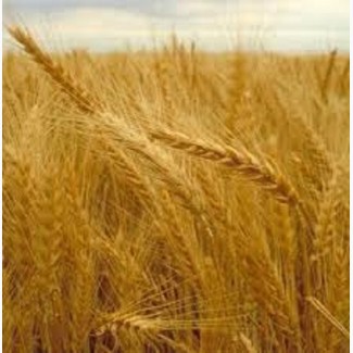 Семена озимой пшеницы Дарунок Поділля