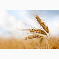 Насіння озимої пшениці Шестопалівка, урожайність 70-85 ц/га