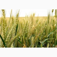 Насіння озимої пшениці Шестопалівка, урожайність 70-85 ц/га