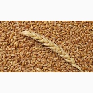 Купуємо пшеницю. Великим оптом. Висока ціна. Самовивіз по всій Україні