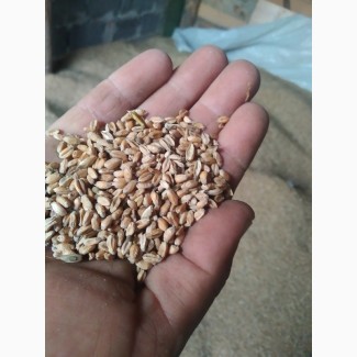 Продам пшеницю фуражну