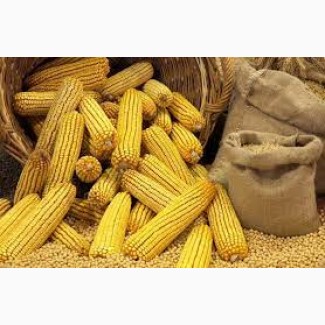 Компанія продає на експорт кукурудзу