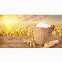Продаємо борошно пшеничне в/с та першого сорту від виробника