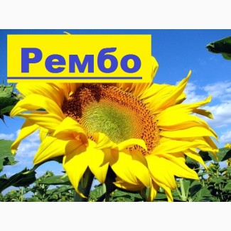 Пропонуємо насіння соняшнику Рембо (125дн) середньоранній Румунської селекції