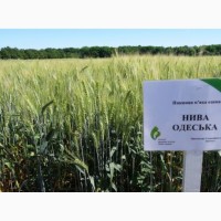 Семена озимой пшеницы экстрасильных сортов Нива Одесская