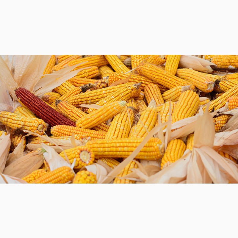 Продам зерно кукурузы,  зерно кукурузы — ZernoUA.com