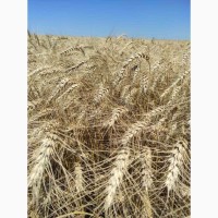 Пшеница озимая Катруся Одеская лидер в засухе