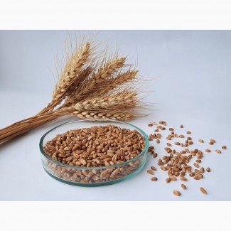 Насіння пшениці ярої, сорти Рання 93, Недра (РР - 2, с/еліта, еліта)