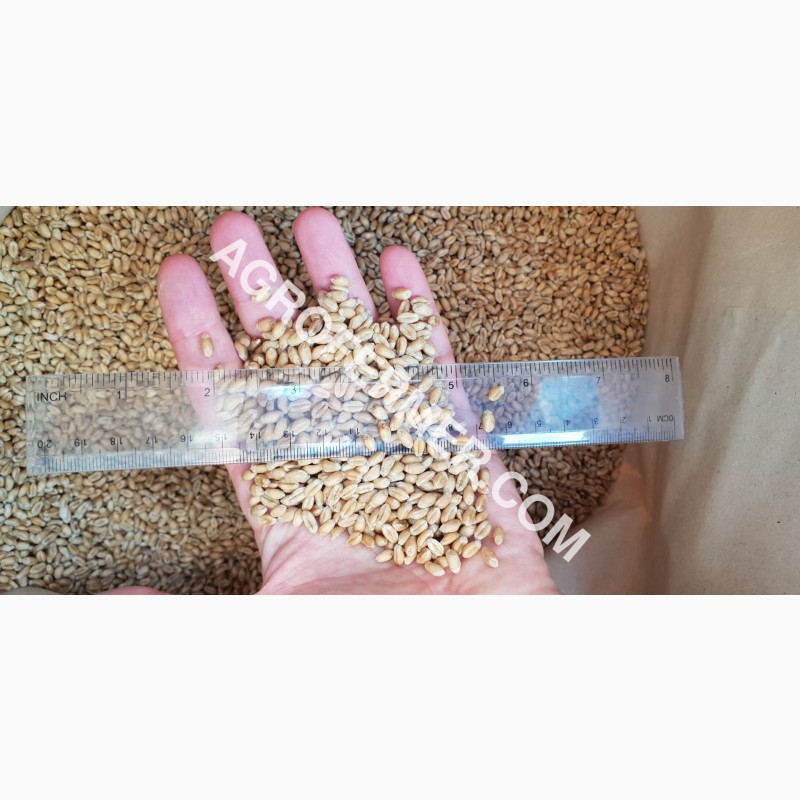 Фото 3. Канадский трансгенный сорт мягкой озимой пшеницы BLOOM
