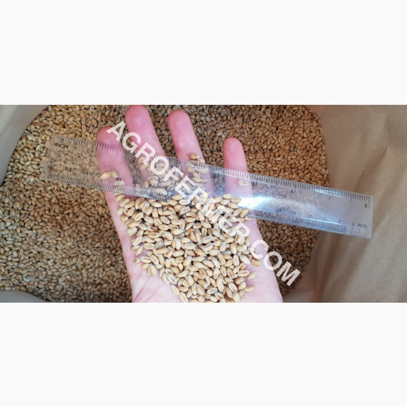 Фото 4. Канадский трансгенный сорт мягкой озимой пшеницы BLOOM
