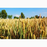 Семена озимой безостой пшеницы Овидий, Богдана, Подолянка, Мелодия Одесская