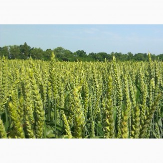 Продам високоякісне насіння озимої пшеницы сорт Астарта