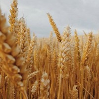 Озима пшениця Сталева Єліта