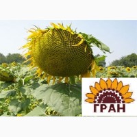 НВФ «ГРАН» пропонує насіння гібриду соняшнику Дозор (посівний матеріал)