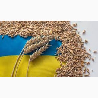 Продам пшеницю фураж (4 кл)