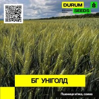 Пшениця м#039;яка, озима - BG Unigold / БГ Уніголд (Durum Seeds)