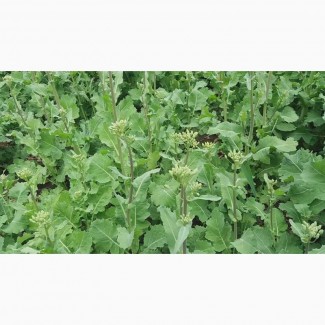 Семена озимого рапса Шелби, Высокоурожайный и зимостойкий рапс Шелби 37ц/га