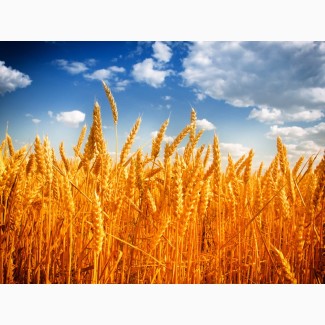 Продам пшеницю 3-4 класу. 1000 тонн. ціна договірна. Луцьк. Турійськ