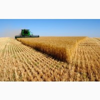 Озима пшениця Нива Одеська 1р-я