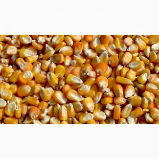 Кукурудза без ГМО. Сертифікат GMP+ та ISCC