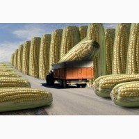 Семена кукурузы Канадский трансгенный гибрид кукурузы SEDONA BT 166 ФАО 180