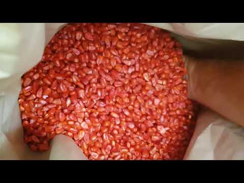 Фото 7. Семена кукурузы Канадский трансгенный гибрид кукурузы SEDONA BT 166 ФАО 180
