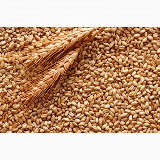 Фуражна пшениця. Сертифікати GMP+ та ISCC