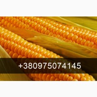 Куплю Кукурудзу 2023 року врожай