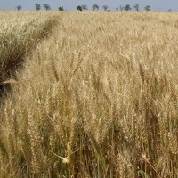 Продам высококачественные семена озимой пшеницы сорт Пандия
