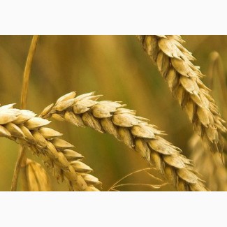 Семена пшеницы озимой Таня Элита, 97, 5-122, 1 ц/га