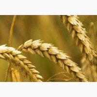 Семена пшеницы озимой Таня Элита, 97, 5-122, 1 ц/га