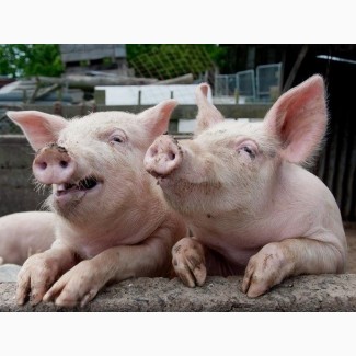 БВМД Фініш- 10% (концентрат, премікс, комбікорм) для свиней