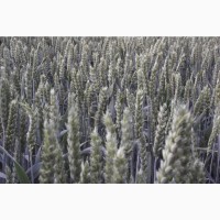 Семена яровой пшеницы Широкко - 1реп. (КВС)