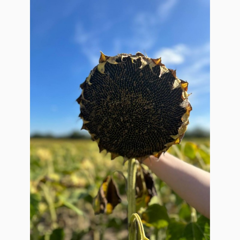 Фото 3. ШЕНОН насіння соняшнику ВНІС