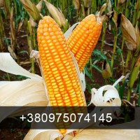 Куплю Кукурудзу врожай 2023
