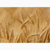 Семена пшеницы озимой Краснодарская 99 Элита, 93, 8 ц/га