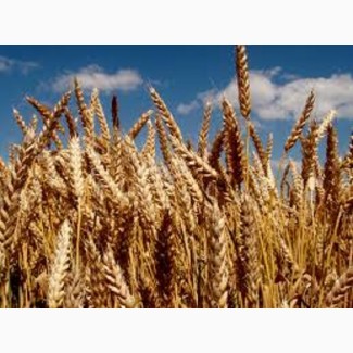 Семена озимой пшеницы ОРИЙКА